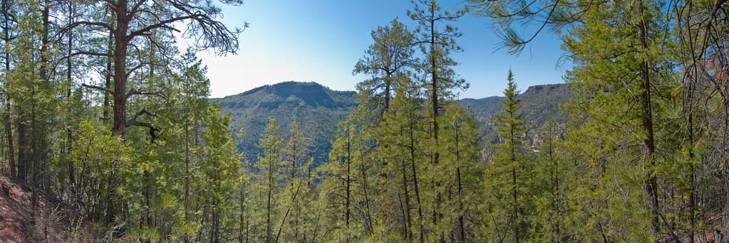 Forest Trail Day Hike